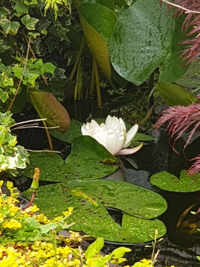 Tropical Garden Oasis Rooms Birmingham Kültér fotó
