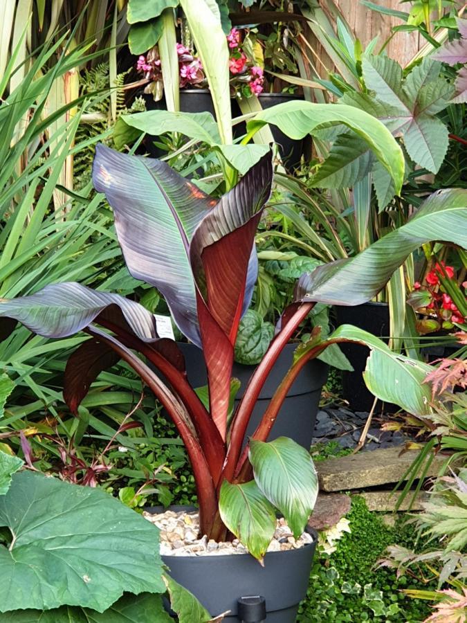 Tropical Garden Oasis Rooms Birmingham Kültér fotó