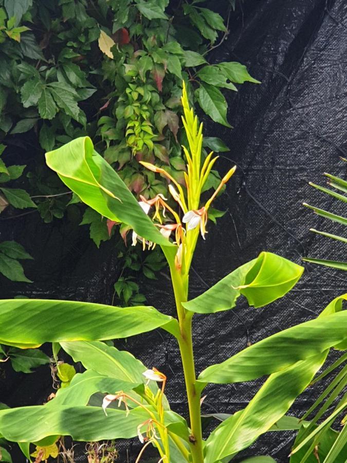 Tropical Garden Oasis Rooms Birmingham Kültér fotó
