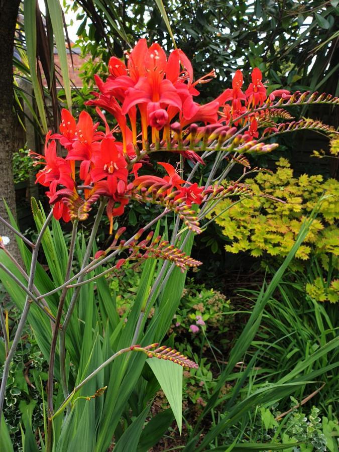 Tropical Garden Oasis Rooms Birmingham Kültér fotó